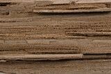 Permineralized Wood Covered In Sparkling Quartz - Germany #302082-1